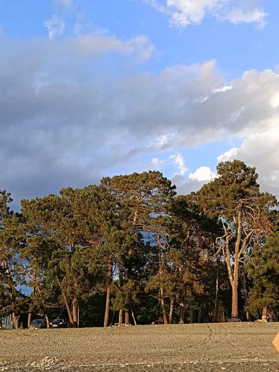 The image depicts a coastal scene in Gulrypsh, Abkhazia, characterized by a wide, pebble-strewn beach in the foreground. Behind the beach, a dense line of tall, mature pine trees forms a natural barrier. The trees are lush with green needles, and some have distinctive gnarled, twisted branches, suggesting age and exposure to the elements. The sunlight illuminates the trees from the side, casting warm tones and creating shadows.
In the background, beyond the trees, parts of a building are visible on the left, hinting at a developed area. Several vehicles, including two cars and a bicycle, are parked or visible amongst the trees, indicating human presence and activity. The sky above is a mix of bright blue sky with scattered white and grey clouds, suggesting dynamic weather conditions. The overall atmosphere is serene and natural, with a sense of being at the edge of a forest meeting the sea.