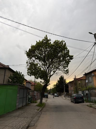 An urban street scene in Pernik, Bulgaria, depicts a tree on the right side of the road. Above the tree, there are numerous overhead power lines extending toward the top left corner. A street light is visible at the top left of the image. Buildings line both sides of the street. A parked car is visible along the road, further down the street. The sky is overcast. The scene is viewed from a slightly elevated perspective. A green gate is visible in the bottom right corner of the image.