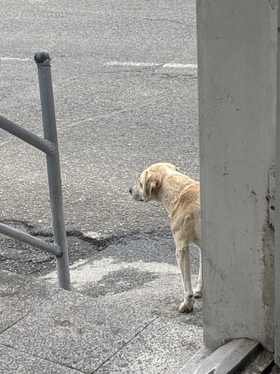 The image presents an outdoor urban scene in Lehvaz, Armenia. A lean, light-tan colored dog stands on a speckled grey tiled sidewalk, positioned facing left with its head turned sharply in that direction. The dog's right side is partially obscured by a thick, light grey concrete pillar that occupies the right portion of the frame. To the left of the dog, a grey metal railing, composed of vertical and horizontal bars, is anchored into the tiled sidewalk. The background features a dark grey asphalt road surface with a visible, faint white line marking in the upper left quadrant. No human subjects are present. The scene is illuminated by ambient daylight.