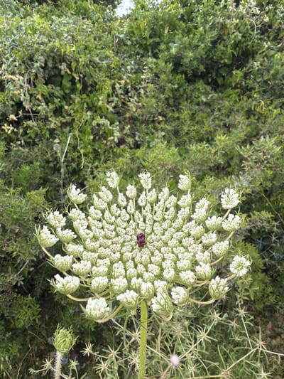 An overhead shot captures a Queen Anne's Lace flower in Nesher, Israel. The flower's intricate, white umbel sits amidst a backdrop of lush green foliage. A single dark red floret is visible in the center of the flower. The surrounding vegetation, consisting of mixed greenery, suggests a natural, possibly wild setting.