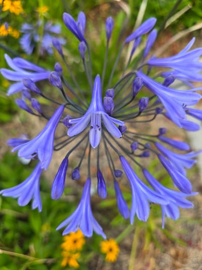The image shows a close-up of a cluster of blue Agapanthus flowers with some yellow flowers in the blurred background. The Agapanthus flowers are in various stages of bloom, with some fully open and others still in bud. The petals are a vibrant shade of blue, with delicate veins running through them. The yellow flowers in the background are out of focus, creating a soft bokeh effect. The overall impression is one of natural beauty and tranquility. This photograph was taken in the town of Claremorris, Ireland.