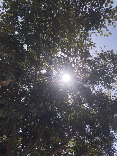 The image captures a low-angle view looking up through the dense green foliage of a large tree towards a bright blue sky. The sun is prominently positioned near the center of the frame, its rays flaring outwards and creating a lens flare effect that obscures some of the leaves and branches. The leaves are a vibrant green, suggesting it's daytime during a season with foliage. The tree has a substantial trunk and branches, partially visible through the canopy. The overall impression is one of a clear, sunny day, likely midday given the intensity of the sunlight and the clear sky. There are no people or specific objects other than the natural elements of the tree and sky. The scene is set outdoors, likely in a park or a natural area, typical of a city like Navoiy, Uzbekistan, known for its green spaces. The light filtering through the leaves creates a dappled effect, and the strong sunlight suggests a warm, possibly summer day. No text is visible in the image.