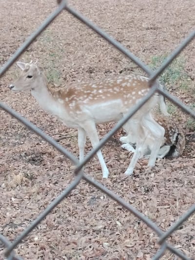 A scene captured in Garun Gawa, Nigeria, shows two fallow deer behind a chain-link fence, viewed from the observer's side. In the foreground, a blurred metallic gray chain-link fence with diamond-shaped openings obstructs a portion of the view. The ground directly behind the fence is covered in dry brown leaves and sparse patches of green vegetation.
A light brown deer, likely a doe, with distinct white spots and a white underside, stands prominently in the center-left. Its head is turned towards the left, displaying small, velvet-covered antler nubs. Its body is oriented slightly to the right, and its legs are visible. Behind and to the right of the standing deer, a second fallow deer, partially obscured, lies on the ground. Its coat exhibits similar spotted markings. The standing deer appears attentive, while the lying deer is at rest. The overall environment suggests an enclosed outdoor area, possibly a wildlife enclosure or park.