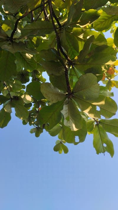 The image, taken in Trosobo, Indonesia, shows a low-angle view of the canopy of a tree against a clear blue sky. The focus is on the large, green leaves and dark, textured branches of the tree. Sunlight filters through the leaves, creating highlights and shadows. Some of the leaves exhibit signs of damage, with holes and ragged edges. The lower portion of the image is dominated by the empty expanse of the sky.