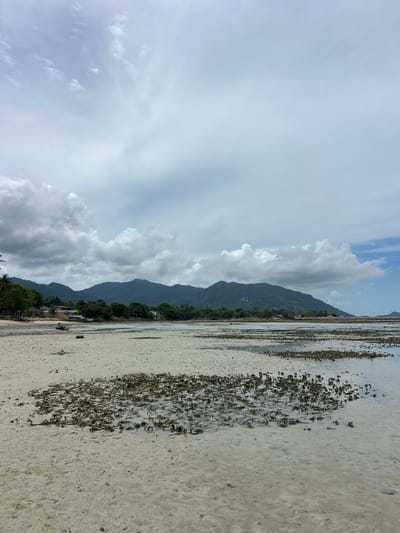 This image depicts a wide, sandy beach at low tide in Ban Tai Subdistrict, Thailand. The foreground is dominated by the wet sand and shallow water, with clusters of dark, seaweed-like vegetation scattered across the surface. Further back, the beach transitions into a strip of greenery with palm trees and low-rise buildings nestled amongst dense foliage. Beyond the trees, a range of lush, green mountains forms the backdrop, their slopes covered in vegetation. The sky above is a mix of heavy, gray clouds and patches of bright blue, suggesting a partly cloudy day. The overall scene conveys a sense of a coastal tropical landscape during low tide.