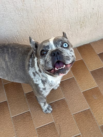 A French Bulldog with heterochromia, one blue eye and one brown eye, stands on a tiled floor against a textured, cream-colored wall. The dog's coat is a brindle pattern of grey and white. Its mouth is open, revealing its teeth and pink tongue, and its ears are perked. The scene appears to be outdoors, possibly in a courtyard or patio. The lighting suggests it is daytime. The location is specified as San Benedetto del Tronto, Italy.