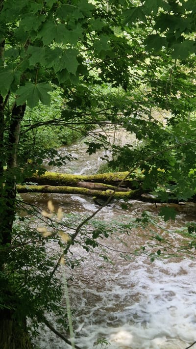 The image depicts a natural scene featuring a flowing body of water, possibly a stream or small river, set within a verdant forest environment. Several large, fallen tree trunks, covered in moss, are positioned horizontally across the water, acting as a natural bridge or obstruction. The water is turbulent, with visible white foam and ripples, suggesting a moderate current. Lush green foliage from overhanging trees and undergrowth frames the scene, with leaves from maple trees being particularly prominent. The overall atmosphere is serene and natural, indicative of a forest ecosystem. The location is identified as Krastkalni, Latvia. No people are present in the image, and no specific actions or interactions are depicted. The image is a still, observational capture of this natural landscape.