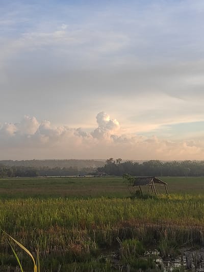 The image shows a landscape scene in Blangriek, Indonesia. The main subjects are a rice field, a small wooden hut with a thatched roof, trees, and a cloudy sky. The scene appears to be a rural environment, possibly a farm.
The time of day is likely morning or late afternoon, judging by the soft lighting and the colors in the sky. The sky is filled with dramatic, layered clouds, some appearing bright white and others tinged with the warm hues of sunset or sunrise. The rice field, mostly green with some golden-brown stalks, stretches across the frame. The hut, a simple structure made of wood and thatch, sits at the edge of the field, offering a hint of shelter.
In the distance, a line of trees forms a dark silhouette against the sky, suggesting a boundary or a wooded area beyond the fields. The presence of water, possibly a paddy or canal, is visible on the right side of the image, reflecting the sky.
There are no visible people or specific activities taking place. The overall mood of the image is serene and tranquil, emphasizing the natural beauty of the landscape. The weather appears calm, with the clouds being the most dynamic element of the scene. The location is identified as Blangriek, Indonesia.