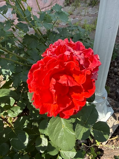 A close-up, overhead shot shows a vibrant red rose in full bloom, dominating the center of the frame. The rose has many ruffled petals, with some appearing slightly lighter pink towards the edges. Sunlight casts shadows on its textured surface, highlighting the depth and layers of the flower.

Surrounding the rose are numerous dark green leaves, some of which are also partially shadowed by the sunlight. The leaves are broad and ovate with serrated edges, characteristic of a rose bush.

In the background, a pale gray, textured surface runs horizontally across the top of the image. To the right of the rose, dark brown mulch or soil is visible, along with some dry twigs and a few small green plants. A white, cylindrical object, possibly a decorative garden ornament or part of a structure, is partially visible behind the rose and to the right. The ground appears to be a mix of brick and soil.

The lighting suggests it is daytime, likely a sunny day, given the distinct shadows. The image conveys a sense of natural beauty and the vibrancy of a blooming flower. There is no visible text in the image. The setting appears to be an outdoor garden.