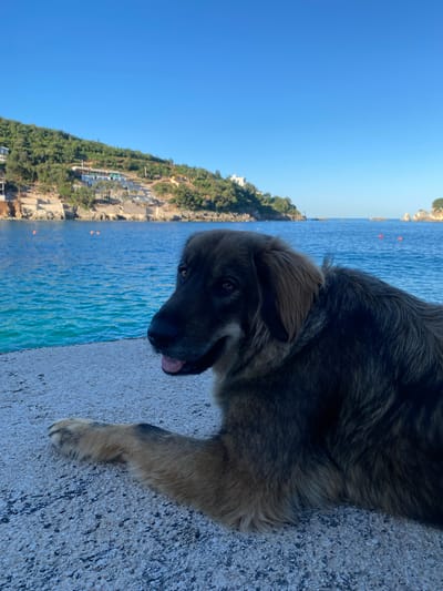 A medium-sized dog with dark brown fur, tinged with tan around the head and paw, lies on a light gray concrete surface. Its tongue is visible. Behind the dog is a body of water and a coastline covered with green foliage. The sky is clear and blue. The photo was taken in Kunje, Montenegro.