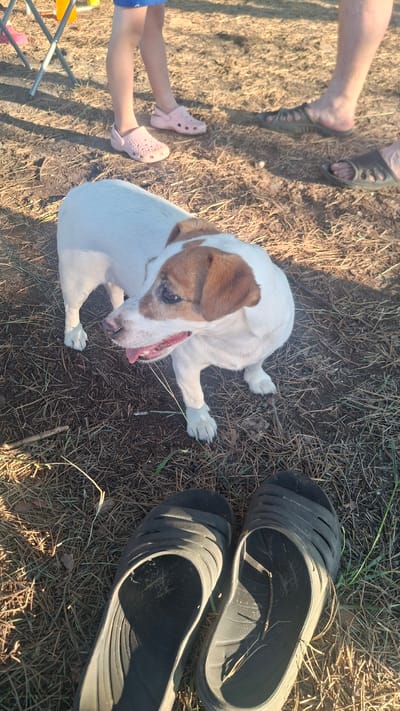 In Навасвержанскі сельскі Савет, Belarus, on a sunlit, outdoor setting with dry grass and pine needles on the ground, a medium-sized dog with white and tan markings stands on its four paws, facing to the left of the frame. The dog's mouth is open, and its tongue is visible. In the background, a child's legs, wearing pink Crocs, are visible along with two pairs of dark, open-toed slides on the ground in the foreground. A portion of a folding chair is also visible in the upper left corner.