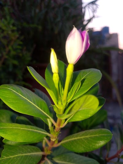 A close-up, low-angle shot captures a blooming Vinca flower in Peshawar City Tehsil, Pakistan. The flower, predominantly white with delicate pink edges, is partially unfurled, with one bud also visible. Lush green leaves surround the bloom, some catching the soft, warm light that suggests it might be late afternoon or early morning. The background is a blur of dark foliage and indistinct structures, implying an outdoor setting, possibly a garden or balcony within the urban environment of Peshawar. No people or specific actions are depicted, the focus remaining solely on the plant and its emergent flowers.