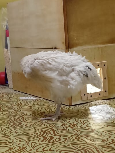 A white chicken is standing on a patterned floor in front of a wooden structure. The chicken is mostly facing away from the camera, with its head tucked down and feathers fluffed out. Its body is predominantly white, with some black markings visible on its tail feathers. The chicken's leg and foot are clearly visible, standing on the patterned floor.

The wooden structure appears to be a coop or enclosure, with a small, brightly lit opening on the right side. Sawdust or wood shavings are scattered around the base of this opening. Behind the chicken and to the left, a red object is partially visible.

The floor has a distinctive wavy, brown and beige pattern. A single white feather lies on the floor in front of the chicken. The lighting suggests it could be daytime, with light casting reflections on the floor. The scene appears to be indoors, possibly in a barn or a dedicated animal enclosure, given the materials and the presence of the chicken and coop. There is no visible text in the image. The overall impression is of a domestic or farm setting.