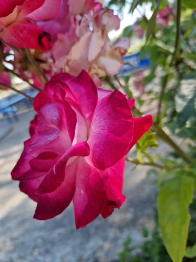 A close-up, low-angle shot features a vibrant pink rose in focus against a softly blurred background. The rose, positioned in the lower left of the frame, exhibits delicate, overlapping petals with a gradient of color from deep magenta to a lighter pink. Sunlight illuminates the petals, highlighting their texture and veins. Behind the rose, several other pink and white rose blooms are visible, some appearing slightly wilted. Green foliage and a brown stem are interspersed with the flowers, extending upwards and to the right. The background is an out-of-focus blend of muted tones, suggesting an outdoor setting with possibly concrete ground and a hint of blue sky. The scene appears to be in a garden or park within German, Bulgaria, likely during daylight hours. There are no people or animals present.