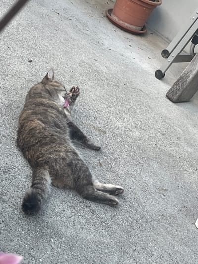 A tabby cat with dark brown and grey-brown brindle fur lies on its left side on a coarse, light grey concrete surface, actively grooming. Its head is turned to the right, and its pink tongue is extended, licking its raised front right paw. Its hind legs are extended behind it. In the upper right background, a terracotta-colored flower pot is partially visible, and to its right, a metallic furniture leg or support structure with a wooden base is present. The scene is located in the city of Lauterbrunnen, Switzerland.