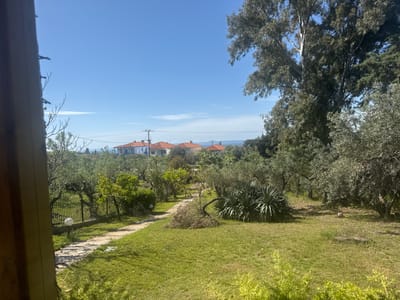 The image depicts a sunny outdoor scene in Γερακινή, Greece. The view is likely from inside a building, looking out onto a garden or yard. In the background, houses with red-tiled roofs and a blue building are visible against a clear blue sky. Utility poles and wires are also in the distance.

The foreground features a well-maintained lawn with trees and shrubs. A stone path winds through the grass. To the right, a large tree with light-colored bark dominates part of the frame. There is a fallen, dead tree branch on the lawn. A soccer ball is visible on the lawn in front of a large bush. The garden is bordered by a black metal fence and a variety of green foliage. A lamp post is seen along the fence. The lighting suggests it is daytime.