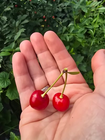 A close-up, vertical, eye-level shot shows a pair of bright red cherries held in the palm of a fair-skinned hand. The cherries are connected by a single stem and have a glistening surface. A thin, silver ring is visible on the ring finger. The background is softly blurred, revealing lush green foliage, suggesting an outdoor setting, possibly a garden or orchard. The image does not contain information that would allow for precise location identification in Ермолаево, Russia.