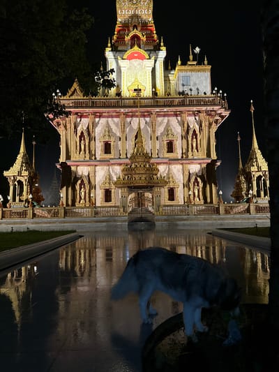 The image captures a nighttime scene at a temple in Chalong, Thailand. The primary subjects are a strikingly ornate temple building and a cat. The temple features intricate gold detailing, tiered roofs with spires, and decorative statues, all illuminated against the dark night sky. Its reflection is visible on a wet, reflective surface in the foreground, suggesting recent rain or dew.
A cat, appearing to be a domestic shorthair with grey and white markings, is perched on the edge of this reflective area. It is actively engaged with something, possibly a piece of trash or debris, with its paws reaching out. The cat's posture suggests curiosity and playfulness.
The time of day is clearly night, indicated by the dark sky and artificial lighting on the temple. The wet ground implies a humid environment, common in Thailand, and possibly recent rainfall. The presence of lush green trees on the left side of the frame adds a natural element to the scene. The overall mood is serene, with the illuminated temple exuding a sense of grandeur and tranquility, contrasted by the active presence of the cat. There is no visible text in the image.