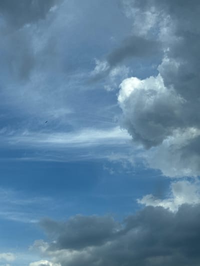 A cloudy sky with a bird in flight is visible in this low-angle, vertical shot. The clouds range from light and wispy to dark and heavy, suggesting potential weather changes. The bird, a dark silhouette, is captured mid-flight against a lighter patch of sky, adding a dynamic element to the otherwise static scene. The environment appears to be an outdoor setting, potentially a park or open area, with no man-made structures or human presence directly visible. The time of day is unclear due to the overcast conditions.