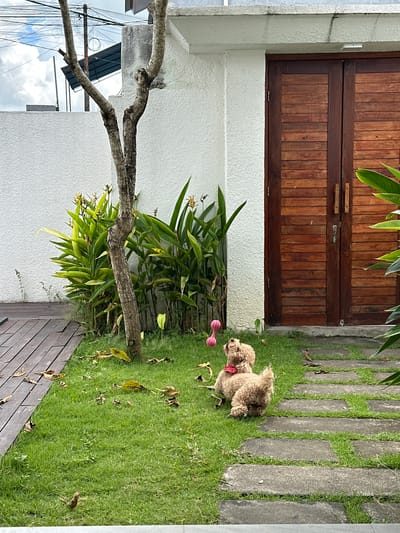 This outdoor scene features a tan poodle lying on green grass. A pink dumbbell-shaped dog toy is located near the dog. The grass grows alongside a pathway constructed of stone rectangular slabs. Adjacent to the grass is a wood paneled patio area. In the background, there is a building with a white wall and a dark wood door. A leafy plant is growing next to the wall. A tree branch extends across the foreground. In the distant background, there are some building rooftops and power lines against a cloudy sky. The location is Dalung, Indonesia.