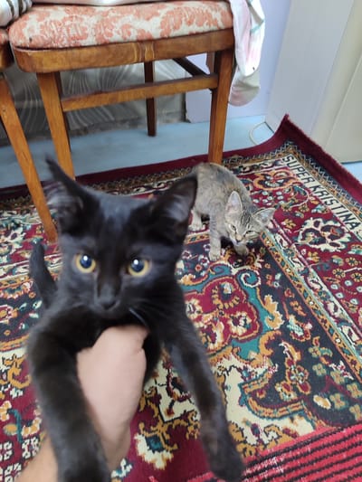 In a close-up, eye-level shot, two kittens are visible on a patterned rug in what appears to be a residential setting in Mekhrabad (Proletarsk), Tajikistan. A black kitten is being held by a human hand in the foreground, its face taking up a significant portion of the frame. The kitten has bright yellow eyes and is looking directly at the camera. Behind it, on the rug, a small tabby kitten is standing, looking towards the right side of the image. The rug has a predominantly red and blue design with yellow accents. To the left of the kittens, the legs and seat of a wooden chair are visible, upholstered with a fabric featuring a floral pattern in shades of pink and white. The background is out of focus but suggests an indoor environment with a light-colored wall and possibly furniture.
