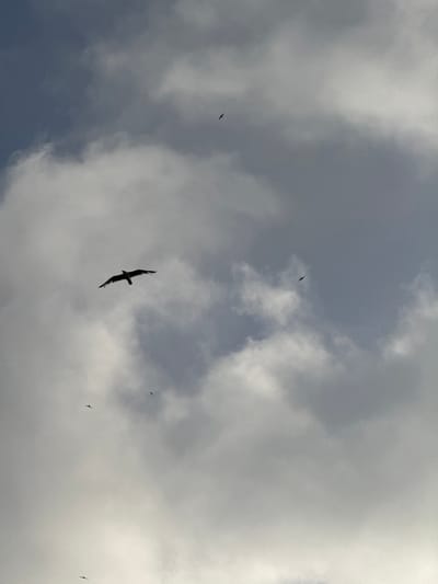 The image depicts a cloudy sky with several birds in flight. The lighting suggests it is daytime, possibly overcast. One large bird is prominently silhouetted in the center-left of the frame, with its wings spread wide. Several smaller birds are visible as dark specks scattered across the sky. The clouds are varied in texture and density, with some appearing bright white and others dark and gray, indicating different depths and thicknesses. The overall scene is captured from a low-angle perspective, looking upwards. No specific landmarks of Torrevieja, Spain are identifiable within the frame.