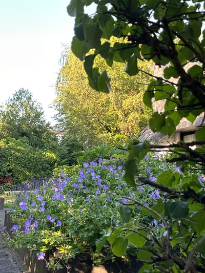 The image depicts a garden area with a variety of plants, including blooming purple flowers in the foreground and middle ground, interspersed with lush green foliage. In the background, there are trees, some with yellow-tinged leaves, suggesting either autumn or specific tree types catching the sunlight. A portion of a stone building with a window is visible to the right, partially obscured by branches and leaves in the foreground. The sky above is bright, indicating daylight. The scene is peaceful and naturalistic.
Based on the provided details, the image was captured in Krefeld, Germany. The location is a residential garden, or a public garden area, characterized by its well-maintained flora and the presence of an adjacent building constructed with stone. The lighting suggests it was taken during the daytime, likely late afternoon given the warm glow on the foliage. There are no people or animals visible in the frame. The overall impression is one of a serene outdoor space.