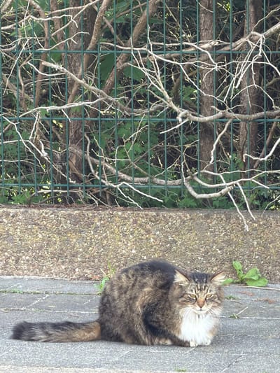 A medium-sized, long-haired, brown tabby cat with a white chest sits on a concrete sidewalk. The cat is positioned vertically in the frame, facing toward the upper left with its tail extended downward. A concrete wall borders the sidewalk on the left. Behind the wall is a green metal fence covered in climbing vines and bare branches. The location is Esch-sur-Alzette, Luxembourg.