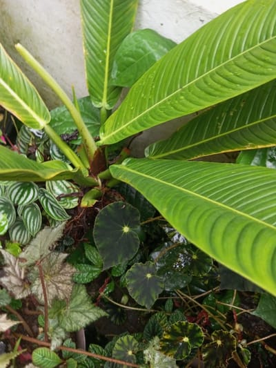 The image displays a close-up, downward-angled view of a dense arrangement of various plants. A prominent plant with multiple large, elongated, vibrant green leaves featuring distinct parallel venation occupies the upper and right portions of the frame. These leaves exhibit numerous small water droplets and some show minor marginal yellowing. Beneath and interspersed with the larger plant are smaller species, including *Peperomia argyreia* with striped green and silver leaves, and several *Begonia* plants with varied leaf patterns, such as dark green with lighter central markings and mottled brown-green. The ground beneath the foliage is dark, indicative of soil or potting mix. A light-colored, vertical wall or concrete surface is visible in the upper-left background. No individuals or animals are present. No specific actions or interactions are depicted. The claimed location, the city of Pandaria, India, is fictitious; Pandaria is a fictional continent, not a real city in India.