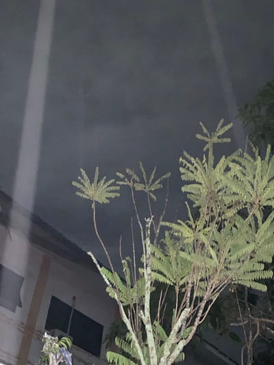 This image shows a tree with green, feathery leaves in front of a building at night. The sky is dark and cloudy, with a bright beam of light visible on the left side of the frame. The building appears to be a light-colored, multi-story structure with dark windows. The tree's branches are slender and twisted, and the leaves are arranged in clusters at the ends of the branches, creating a star-like pattern. This scene is likely located in the city of Banjarmasin, Indonesia, given the context provided.