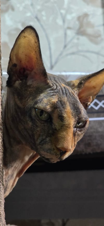 A close-up, head-and-shoulders shot features a hairless Sphynx cat with a mottled brown and orange coat. The cat's skin exhibits visible wrinkles, particularly on its forehead and around its eyes. Its large ears are prominent, with one slightly tipped forward. The cat's eyes are a striking green, with one eye appearing more open than the other, giving it a somewhat asymmetrical gaze. The background is softly blurred, suggesting it is indoors. The left side of the image shows a textured, rope-like object, possibly a scratching post or part of a piece of furniture. To the right, a faint pattern of white branches is visible against a light background, possibly a decorative screen or wallpaper. The lower portion of the image is dark, indicating a shadow or a darker colored object out of focus. There is no indication of the city of Baku, Azerbaijan, in this image.