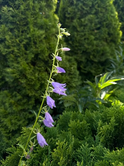 A close-up, vertical, eye-level shot shows a single stalk of Campanula flowers, commonly known as bellflowers, with multiple purple blossoms cascading down its stem. The flowers are a vibrant purple and have a bell-like shape. The stalk is slender and green, with small leaves sprouting along its length. The background is a soft, out-of-focus blur of lush green foliage. The image appears to have been taken outdoors in a garden setting, possibly in Kamyanyets, Belarus, given the naturalistic greenery and blooming flowers.