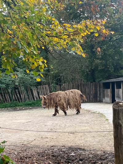 A single Baudet du Poitou donkey with a distinctive long, matted, shaggy brown coat walks from left to right across a light brown dirt enclosure. This scene is situated within the Parc Zoologique et Botanique de Mulhouse in Mulhouse, France. The ground consists of compacted dirt, with darker, moist patches visible in the lower foreground. A thin, dark wire or rope runs horizontally across the lower mid-ground, attached to a thick wooden post on the far right. In the background, a tall fence constructed from vertical wooden logs forms a barrier, behind which dense green foliage and trees are visible. To the far right, a small, light-colored wooden building with an open entryway stands beyond the fence. Overhanging tree branches with yellow-green leaves, indicative of autumn, frame the upper left quadrant of the image. No individuals are present in the frame.