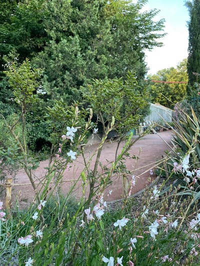 The image captures a section of the Jardin des Plantes de Lyon. In the foreground, a variety of white and pink flowers, possibly Gaura lindheimeri, are in bloom, their delicate petals contrasting with the greenery. Behind the flowers, a pathway, made of reddish-brown gravel, curves into the distance. Several mature trees with lush green foliage frame the scene, their branches creating a dappled canopy overhead. Further in the background, a greenhouse with a translucent roof is visible, suggesting a controlled environment for plant cultivation. The overall atmosphere is serene and natural, indicative of a well-maintained botanical garden.