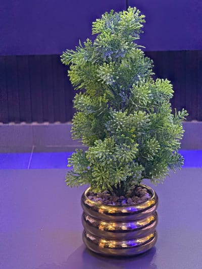 A close-up, eye-level, medium shot features a small, artificial evergreen plant in a decorative gold pot, resting on a flat, dark surface. The pot has three distinct bands, each appearing to have a slight indent. The plant is vibrant green with numerous small, dense branches. The background is dark and out of focus, with horizontal lines visible, suggesting a textured wall or paneling. A horizontal band of bright purple light runs across the lower portion of the background, casting a purple hue on the surface below. The overall lighting is dim and atmospheric, with the gold pot reflecting the surrounding lights. The location in Ajara, Nigeria is not discernible from the image.