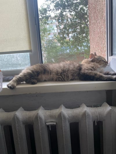 A long-haired tabby cat is lying on a windowsill, its body stretched out horizontally. The cat is facing to the right, with its head turned slightly to look out the window. Outside the window, trees and buildings are visible. Below the windowsill, a white radiator with multiple sections is present. The scene appears to be indoors, likely in an apartment or house, given the presence of the radiator and the view of urban surroundings. The cat's fur is a mix of brown, grey, and black, with lighter markings on its face and chest. Its eyes are open, and its ears are perked up. The windowsill is white and appears to be made of plastic or painted wood. The radiator is old-fashioned, made of cast iron and painted white. The overall impression is one of a domestic setting, with the cat enjoying a view from the window. There is no specific information in the image to indicate the location is Pavlodar, Kazakhstan.