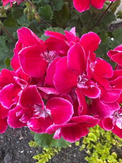 This is a close-up, overhead shot of a cluster of vibrant pink geranium flowers. The petals are ruffled and have a delicate white edge. The center of the flowers reveals delicate white and pink stamens. The background consists of lush green leaves and a patch of blurred yellow-green foliage. The ground beneath the foliage appears to be dark soil with specks of white. The image is well-lit, suggesting it was taken during the daytime, possibly in a garden or a potted plant setting. There is no visible text. The setting is implied to be Vilnius, Lithuania, but no specific landmarks are visible. The focus is entirely on the beauty and detail of the flowers.