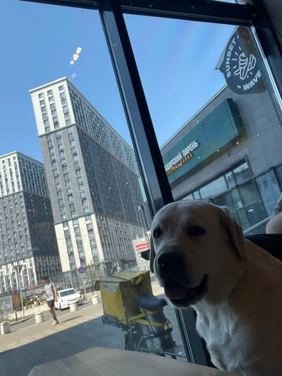 The image shows a close-up of a light-colored dog, likely a Labrador Retriever, looking out from what appears to be the interior of a cafe or restaurant. The dog's face is partially illuminated, with its mouth open and tongue visible, suggesting it is panting or relaxed. In the background, viewed through a large window, is a cityscape with modern residential buildings and a clear blue sky. Notably, several bubbles are visible floating in the air against the sky.

To the right, reflected in the window, is a circular sign with the text "SUNSET WAVE" and an illustration of a stylized wave and sun. Further into the background, a building facade features green accents and signage with Cyrillic text, including "ПОДАРСКИЙ ПАРЕНЬ" and "ПРЕДОСТАВЛЯЕМ".

The scene outside the window includes a street with a few pedestrians, a white car, and a yellow delivery scooter or bike with a prominent cargo box labeled "MM6079". The overall impression is a bright, sunny day in an urban environment. While the image itself does not explicitly state the location, general knowledge suggests the architectural style of the buildings and the Cyrillic script are consistent with Russia. Specifically, the architectural style of the buildings, particularly the multi-story residential complexes with repetitive window patterns, is characteristic of modern developments found in many Russian cities, including Mytishchi. The commercial signage also supports a Russian context.