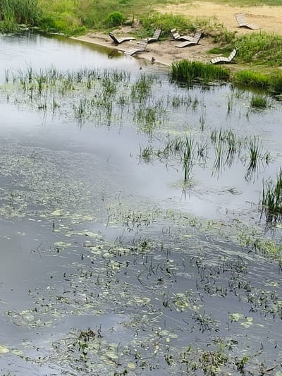 The image depicts a tranquil outdoor scene with a body of water in the foreground and a sandy bank with greenery in the background. The water is covered with aquatic vegetation, including lily pads and reeds. Several wooden lounge chairs are arranged on the sandy bank. Two ducks are visible in the shallow water near the bank. The scene appears to be in a natural setting, possibly a park or a recreational area.
