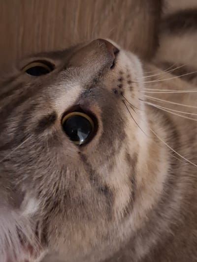 A close-up, tilted, upward-facing shot captures a tabby cat's face. The cat's fur is a mix of brown and tan stripes. Its large, round eyes are a dark, reflective green with visible pupils. The cat's nose is pinkish-gray, and delicate whiskers fan out from its muzzle. The background appears to be a textured, wooden surface. The image composition places the cat's face in the lower and central part of the frame. There is no visible indication of Zemun Urban Municipality, Serbia in the image.