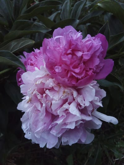 The image is a close-up, low-angle shot of two peonies in bloom, set against a dark, leafy background. The peonies are the primary subjects, with one flower exhibiting vibrant pink petals at the top, and the other, positioned below, displaying a softer, lighter pink and white hue. The flowers are intricately layered with numerous ruffled petals. The background consists of dark green, out-of-focus leaves, suggesting a garden setting.
The lighting appears to be subdued, hinting at either early morning or late evening, or possibly overcast conditions. There are no people or animals visible. The overall mood is serene and natural, focusing on the beauty of the flowers. The location context provided is Usman, Russia, which does not offer specific visual cues within the image itself, but situates the scene geographically. There is no visible text in the image.