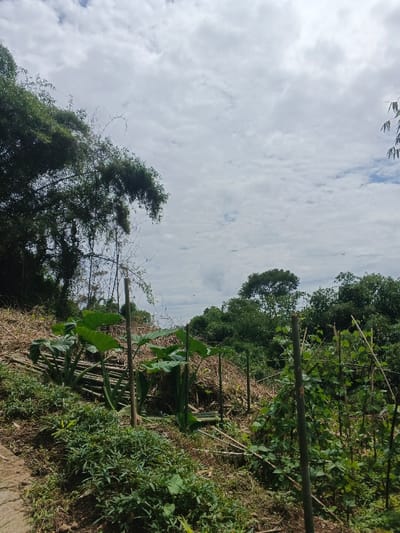 This image depicts a cultivated outdoor area in Bình Hải, Vietnam. The scene is observed under an overcast sky featuring scattered white and grey stratocumulus clouds, with some patches of blue sky visible.
The foreground and midground present a sloping terrain characterized by reddish-brown soil, green undergrowth, and significant amounts of dried plant debris. To the far left, a dense clump of bamboo with green foliage extends into the upper left quadrant. Adjacent to the foreground slope, a row of approximately four large-leafed plants, consistent with taro (Colocasia esculenta), are present. These plants exhibit broad, dark green leaves and thick, upright stalks.
Throughout the cultivated area, multiple bamboo poles are vertically staked into the ground, serving as supports or trellises for smaller green climbing plants, particularly visible on the right side of the frame. Additional bamboo poles are laid horizontally on the ground amidst the plant growth. The background consists of a dense canopy of various green trees, forming a natural treeline against the horizon. No human figures or animals are visible in the frame. The overall scene suggests an actively managed agricultural plot.
