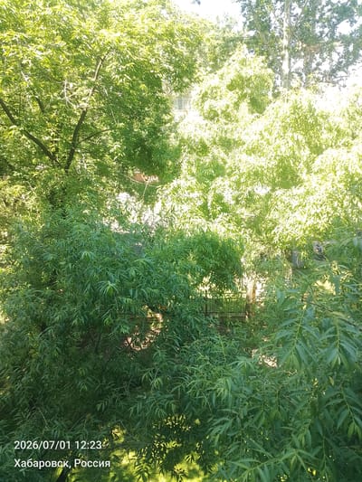 The image displays a dense canopy of green foliage from trees, with sunlight filtering through, creating bright highlights and casting shadows. In the background, glimpses of buildings and a metal fence are visible. The lower portion of the image contains text overlay indicating the date and time as "2026/07/01 12:23" and the location as "Khabarovsk, Russia". There are no people or visible actions depicted. The scene appears to be an outdoor environment, likely a residential or park area, characterized by lush vegetation.