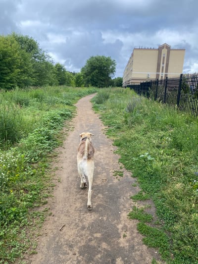 A medium-sized, light-colored dog with a brown collar is walking away from the camera on a dirt path. The path curves to the left and is surrounded by tall, green grass and various wild flowers. In the background, a tall, multi-story building with light yellow brick and brown trim stands behind a black metal fence. Trees line the left side of the path, and the sky is overcast with gray clouds. The scene is likely located in Ulyanovsk, Russia, given the architectural style of the building and the natural vegetation.