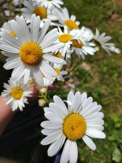 In this close-up shot, a bouquet of white daisies with bright yellow centers is the primary subject. The flowers are in various stages of bloom, with some fully open and others still partially closed. Dew drops are visible on the petals of one of the daisies, suggesting it might be morning or that the flowers have been recently watered. The background is a soft blur of green grass and darker, out-of-focus elements that could be foliage or a wooden surface. A human hand, partially visible on the left side of the frame, holds the stems of the daisies, implying someone is presenting or holding the flowers. The overall lighting suggests a bright, sunny day, casting a natural glow on the flowers. The scene evokes a sense of natural beauty and simple joy. The location context provided is Soivolovskaya, Russia. There is no visible text in the image.