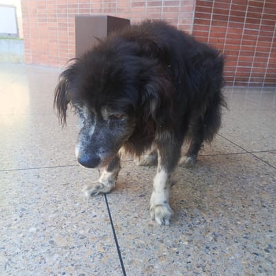 A medium-sized, scruffy black and white dog with graying fur around its face stands on a terrazzo-tiled outdoor walkway. The dog is facing downwards and to its left. Its fur is matted in places, particularly around its face and neck. The dog's left foreleg is bent and positioned forward, while its right foreleg is slightly behind. Its hind legs are also visible. The background consists of a red brick wall and a dark brown rectangular object, possibly a trash receptacle. The ground is a light-colored terrazzo tile with visible flecks of different colors. The scene appears to be an outdoor area, possibly a public space or entrance to a building. The lighting suggests it is daytime. The specific location in Los Teques, Venezuela, cannot be determined from the visual information provided.