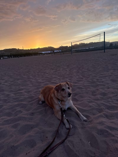 A tan dog with floppy ears lies on a sandy beach in Gijón, Spain. The dog is wearing a collar and leash. In the background, a volleyball net stands on the sand. The sun is setting, casting an orange and pink glow across the sky. The beach appears to be part of a public area, with some structures and trees visible in the distance.