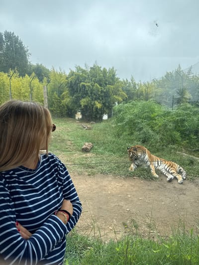 This image captures an outdoor scene at Zoo Santo Inácio in Cidade da Maia, Portugal. A female subject, with long blonde hair, is partially visible in the left foreground, observed from behind. She wears a navy blue and white striped long-sleeved shirt, has sunglasses on her head, red nail polish on her left hand, and multiple bracelets on her right wrist. Her arms are crossed as she looks to the right, towards a tiger enclosure.
Within the enclosure, a large Bengal tiger, characterized by its orange fur and black stripes, lies on its side on the ground, partially resting amidst green foliage. Its head is turned towards the right. The enclosure features a dirt path in the foreground, transitioning to grass and dense vegetation, primarily bamboo-like trees of varying green and yellowish-green hues, which form the background. A metal fence structure with vertical posts is visible behind some of the foliage. The scene is viewed through a transparent barrier, likely glass, with a thin horizontal wire or rope positioned in the lower mid-ground. The sky above is overcast.