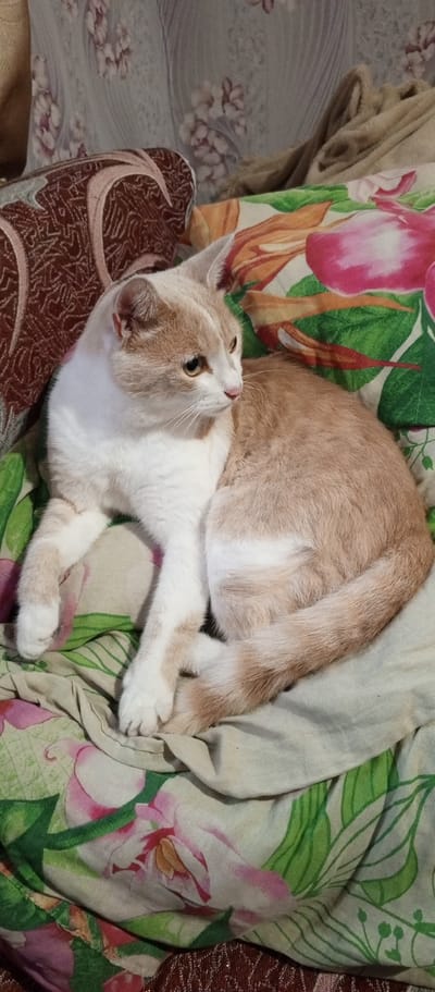 A domestic cat is lying on a bed with floral-patterned bedding. The cat is predominantly white with patches of light orange/tan fur on its head, back, and tail. It is lying curled up on its side, facing to the left of the frame, with its front paws extended. The cat has light yellow eyes and pink ears and nose. The bedding features large, stylized pink and green floral patterns. To the left of the cat, a portion of a brown pillow with a geometric pattern is visible. The scene appears to be indoors, likely in a bedroom. No specific time of day or weather conditions can be determined from the image. There is no visible text. The overall mood of the image is calm and relaxed, depicting a domestic pet at rest. The location context of Khusainovo, Russia, does not provide any specific visual cues within the image itself.