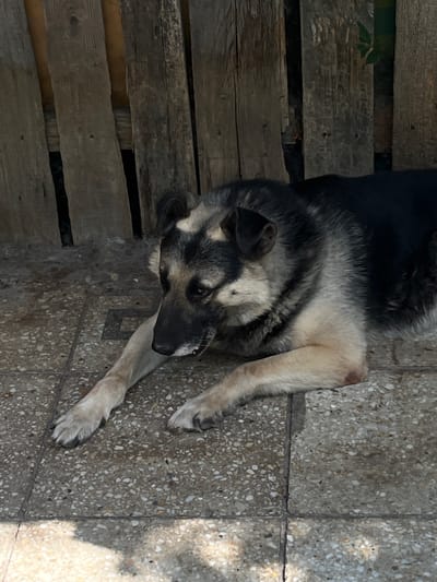 The image shows a dog lying on a tiled floor next to wooden planks. The dog has a predominantly grey and black coat with some lighter fur on its face and chest. Its body is partially obscured by its legs, which are stretched out. The dog appears to be resting or relaxing, with its head resting on its paws. The setting suggests an outdoor area, possibly a patio or yard, given the combination of tiled ground and wooden elements that resemble a pallet or outdoor furniture. The lighting indicates it is daytime, with sunlight casting shadows. The environment appears to be somewhat rustic. There is no visible text in the image. Given the location context of Lviv, Ukraine, this scene could depict a common sight in a residential backyard or a more informal outdoor space in the city.